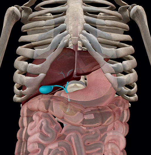 Gallbladder location